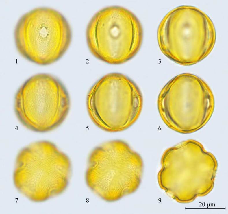 图3.207 光学显微镜下的花粉形态：1-9千屈菜